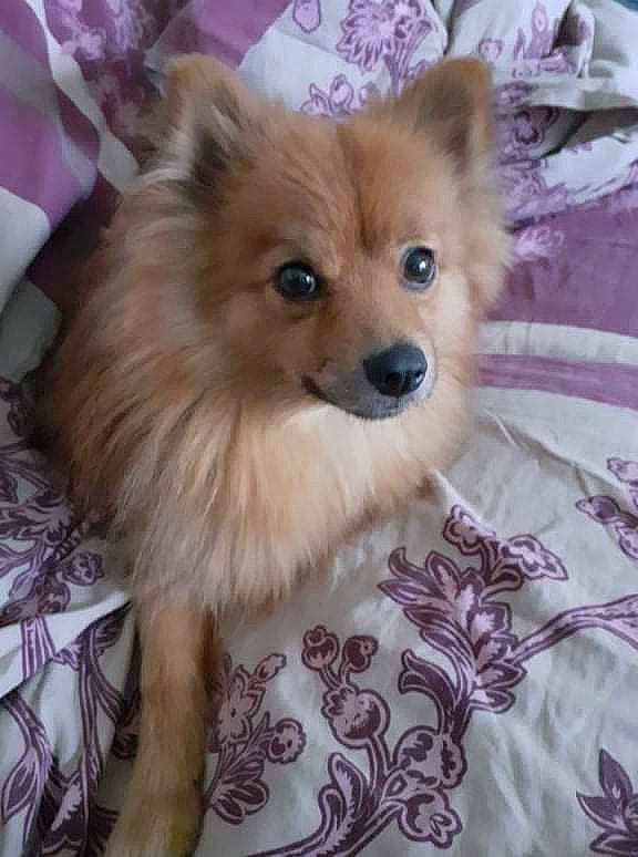 Phélya a rejoint le concours — aidez-le/la à gagner de superbes lots ! canidae, carnivore, companion_dog, dog, dog_breed, dog_supply, fawn, fur, german_spitz, german_spitz_klein, german_spitz_mittel, liver, pomeranian, snout, spitz, sporting_group, toy_dog, volpino_italiano, whiskers, working_animal