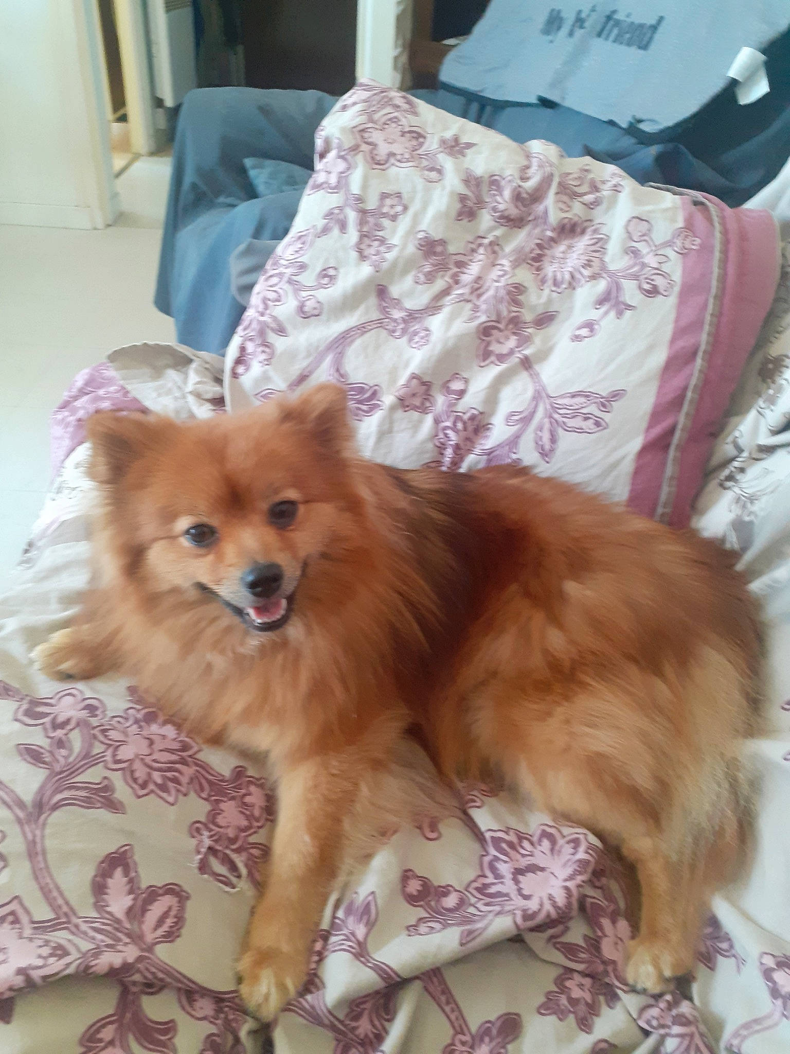 Phélya a rejoint le concours — aidez-le/la à gagner de superbes lots ! canidae, carnivore, companion_dog, dog, dog_breed, dog_supply, fawn, fur, liver, non_sporting_group, snout, spitz, sporting_group, toy_dog, whiskers, working_animal