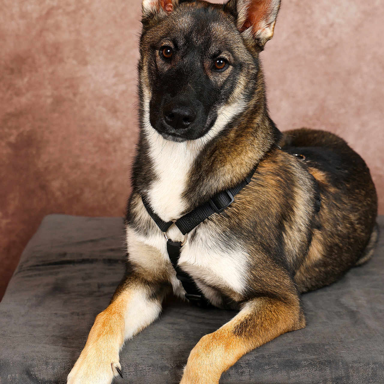 Vaïa participe au concours pour gagner de l'argent avec cette photo : alert, animal, black_fur, brown_fur, canine, close_up, collar, dog, domestic_animal, ears_up, four_legs, furry, indoor, looking_at_camera, medium_size_dog, pet, portrait, sitting, soft_texture, white_fur