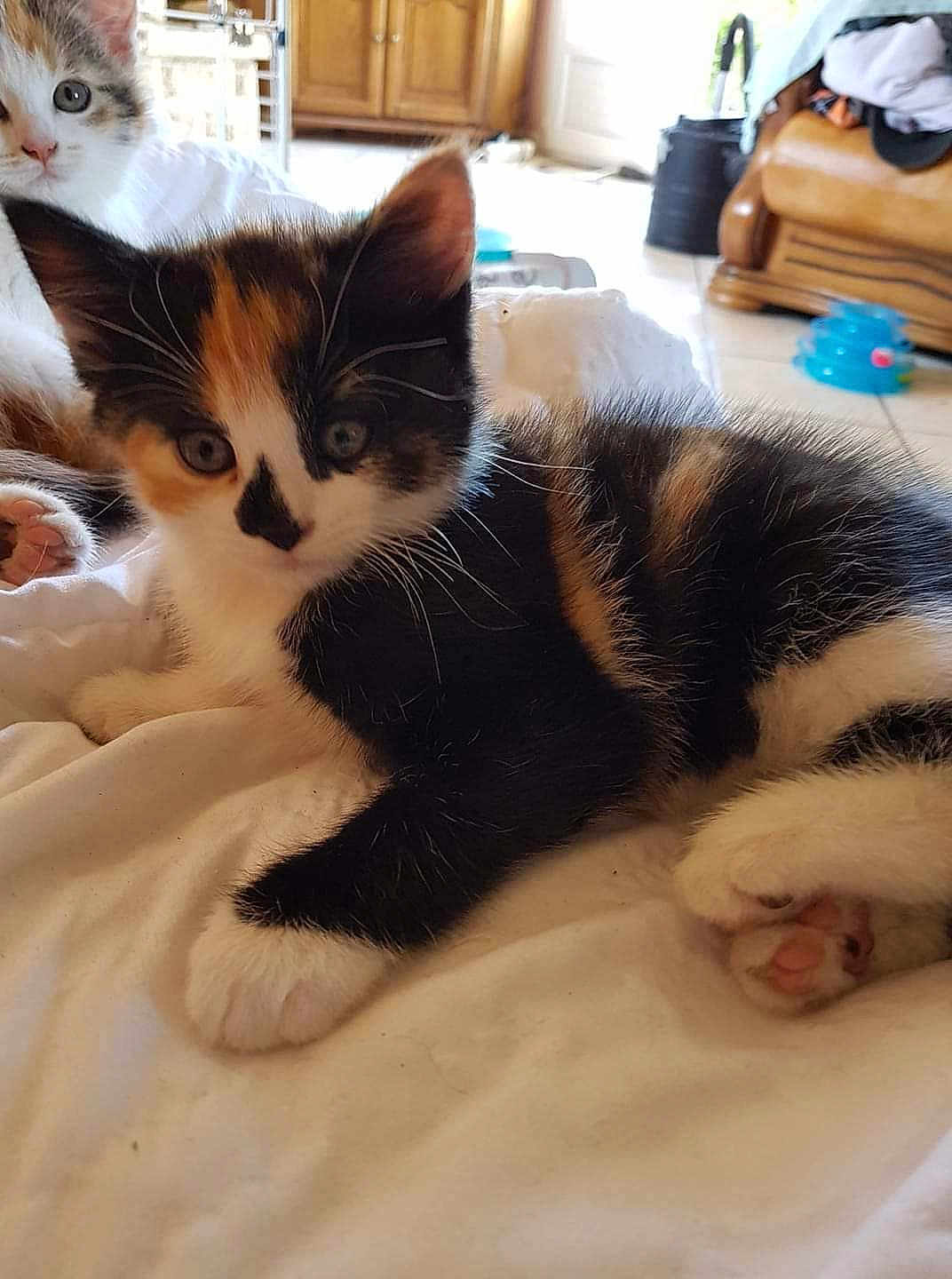 Kis participe au concours pour gagner de l'argent avec cette photo : animal, blanket, calico, cat, cozy, curious, cute, domestic, feline, fur, home, indoor, kitten, paw, pet, relaxed, resting, toy, whiskers, young