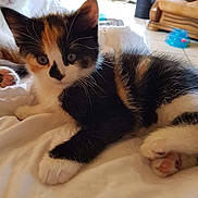 Yve a rejoint le concours — aidez-le/la à gagner de superbes lots ! animal, blanket, calico, cat, closeup, cozy, cute, domestic, feline, fur, household, indoor, kitten, paws, pet, relaxing, sleepy, soft, whiskers, young