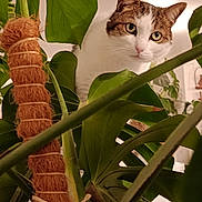 Néo a rejoint le concours — aidez-le/la à gagner de superbes lots ! adventure, background, cat, closeup, curious, domestic_animal, ears, explorer, eyes, feline, foliage, green_leaves, houseplant, indoor, indoor_lighting, leaf_texture, nature, pet, plant_stem, whiskers
