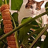 cat, houseplant, green_leaves, indoor, curious, pet, feline, closeup, nature, foliage, domestic_animal, whiskers, ears, eyes, plant_stem, background, indoor_lighting, leaf_texture, explorer, adventure