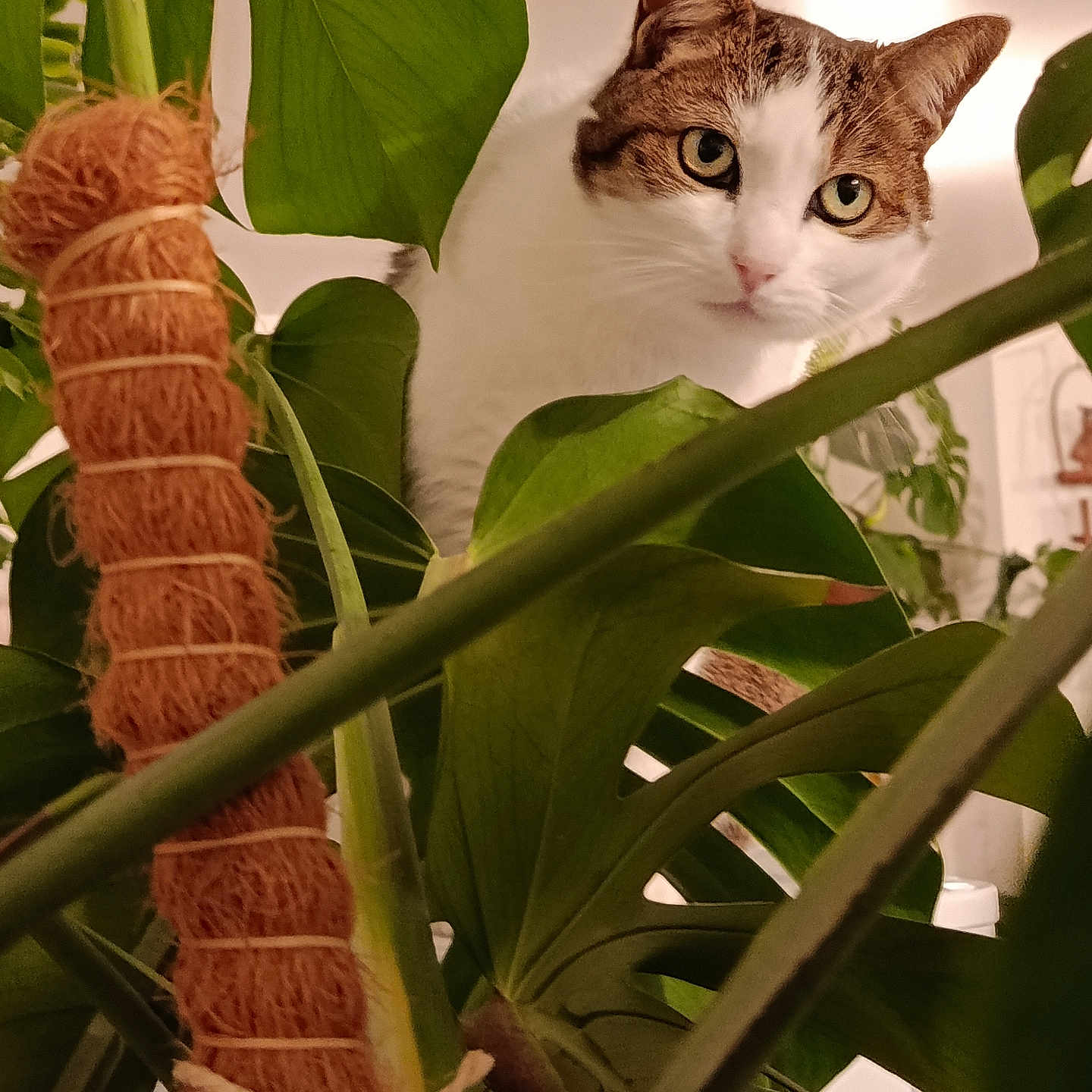 Néo