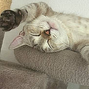 Minnie a rejoint le concours — aidez-le/la à gagner de superbes lots ! cat, tabby, sleeping, paw, stretch, cat_tree, feline, whiskers, close_up, indoor, relaxed, fur, pet, animal, cozy, nap, soft, claws, cute, resting