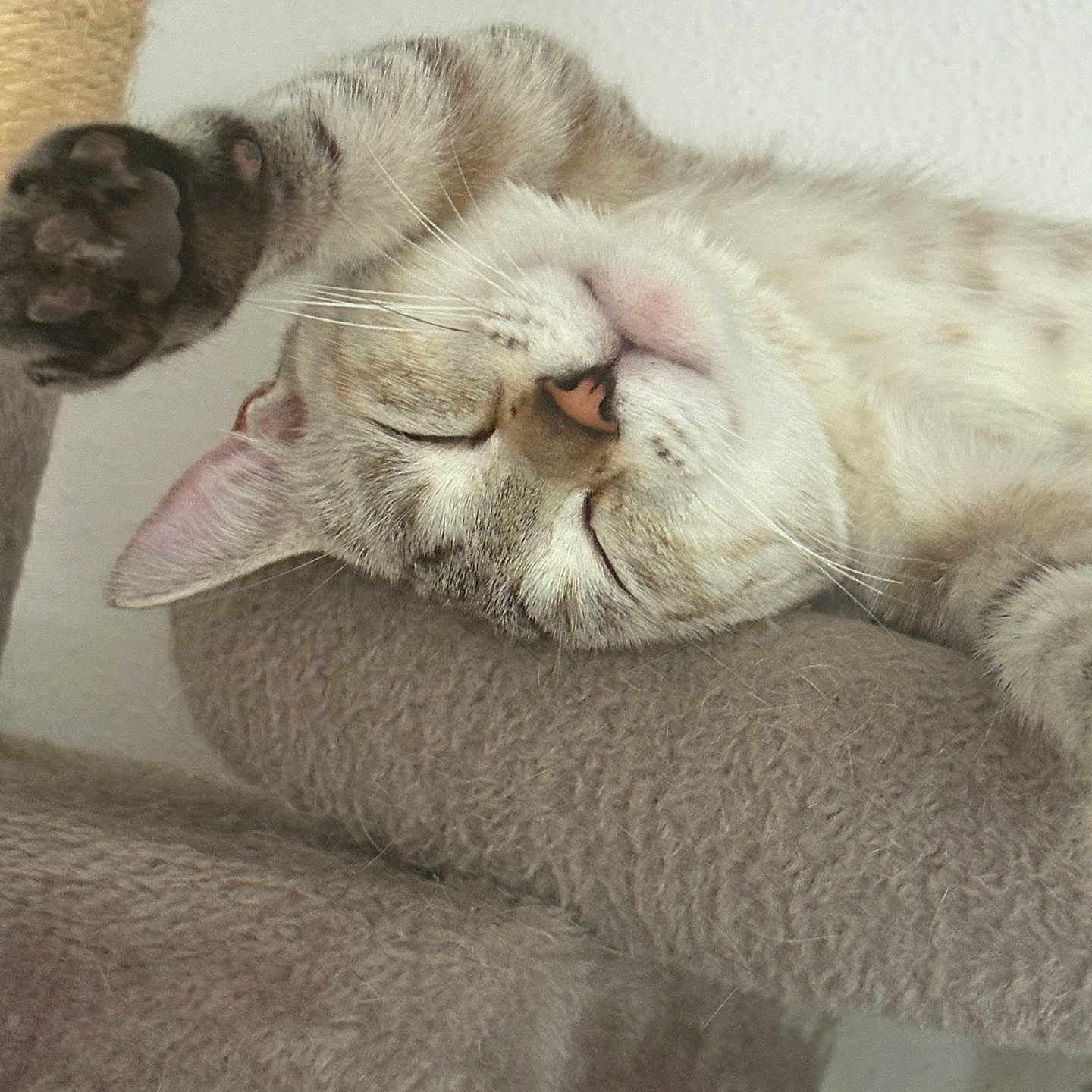 Minnie a rejoint le concours — aidez-le/la à gagner de superbes lots ! cat, tabby, sleeping, paw, stretch, cat_tree, feline, whiskers, close_up, indoor, relaxed, fur, pet, animal, cozy, nap, soft, claws, cute, resting