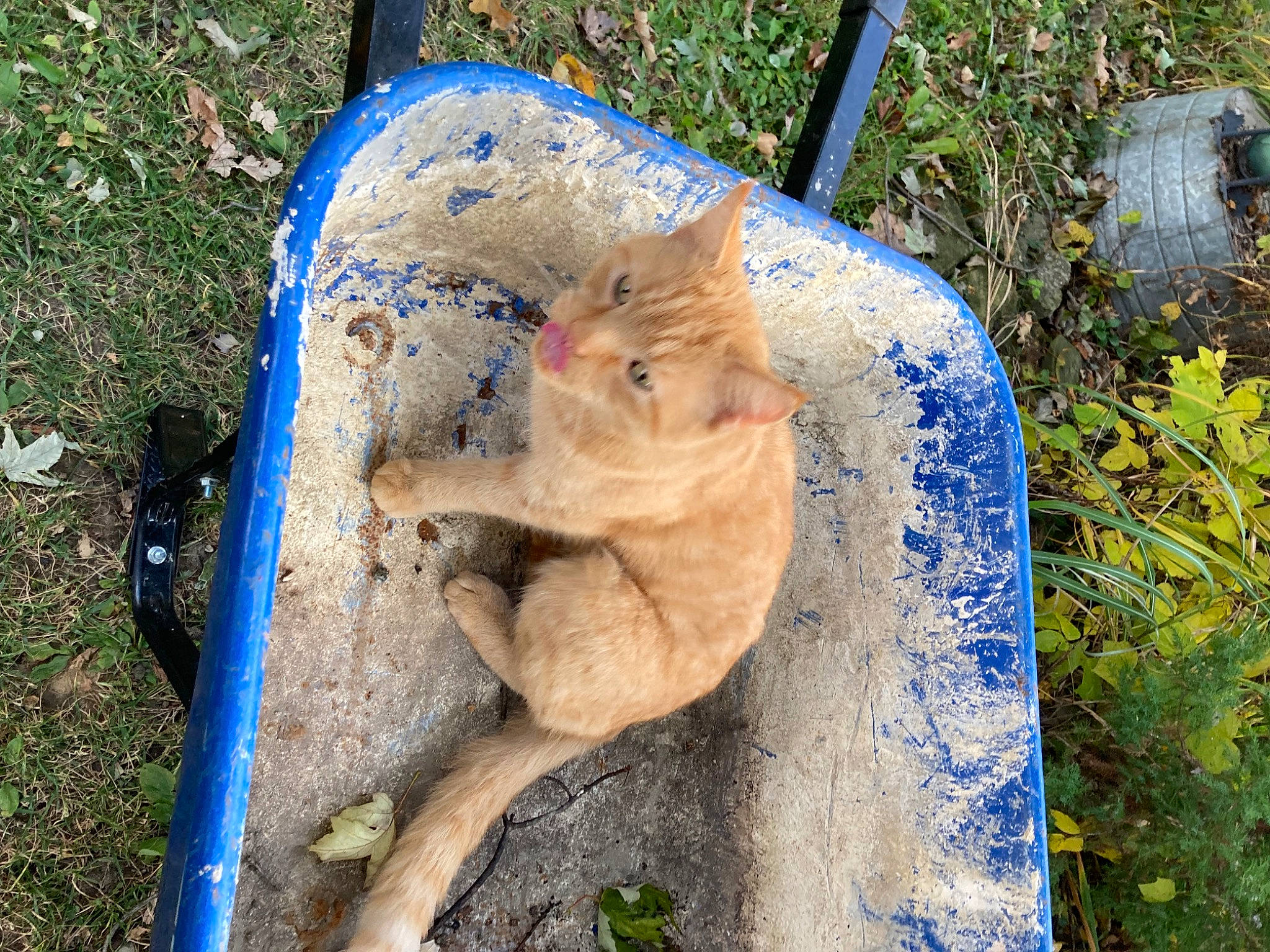 Dewey is registered to the contest to win money with this photo: canidae, carnivore, cat, domestic_short_haired_cat, electric_blue, fawn, felidae, grass, groundcover, plant, small_to_medium_sized_cats, soil, sporting_group, tail, terrestrial_animal, tree, trunk, whiskers, wildlife, wood