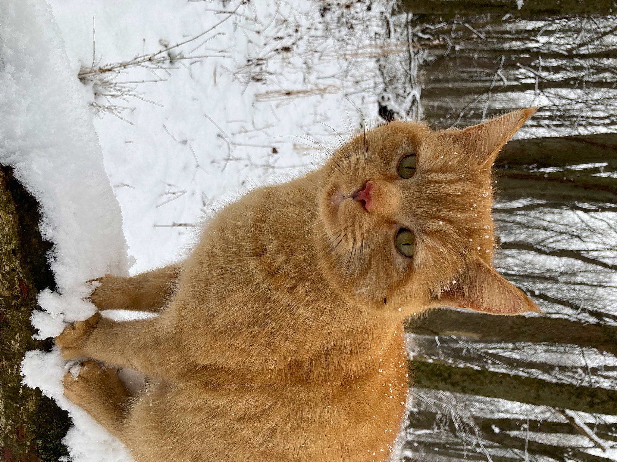Dewey joined the competition — help win amazing prizes! carnivore, cat, claw, domestic_short_haired_cat, fawn, felidae, freezing, fur, liver, small_to_medium_sized_cats, snout, snow, tail, terrestrial_animal, trunk, twig, whiskers, window, winter, wood