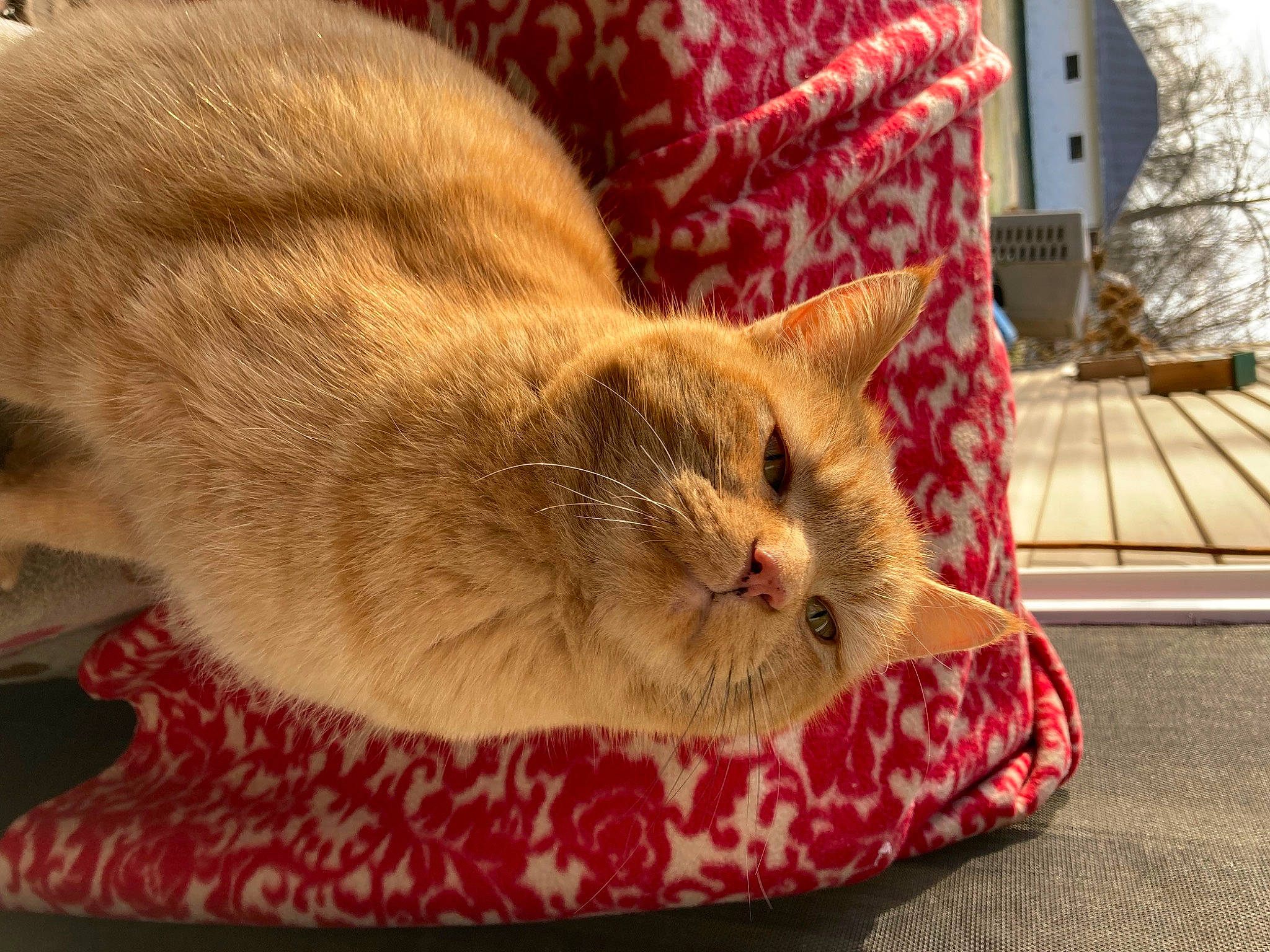 Dewey joined the competition — help win amazing prizes! carnivore, cat, cat_bed, cat_supply, claw, comfort, domestic_short_haired_cat, fawn, felidae, fur, linens, nap, pattern, room, small_to_medium_sized_cats, tail, textile, whiskers, wood