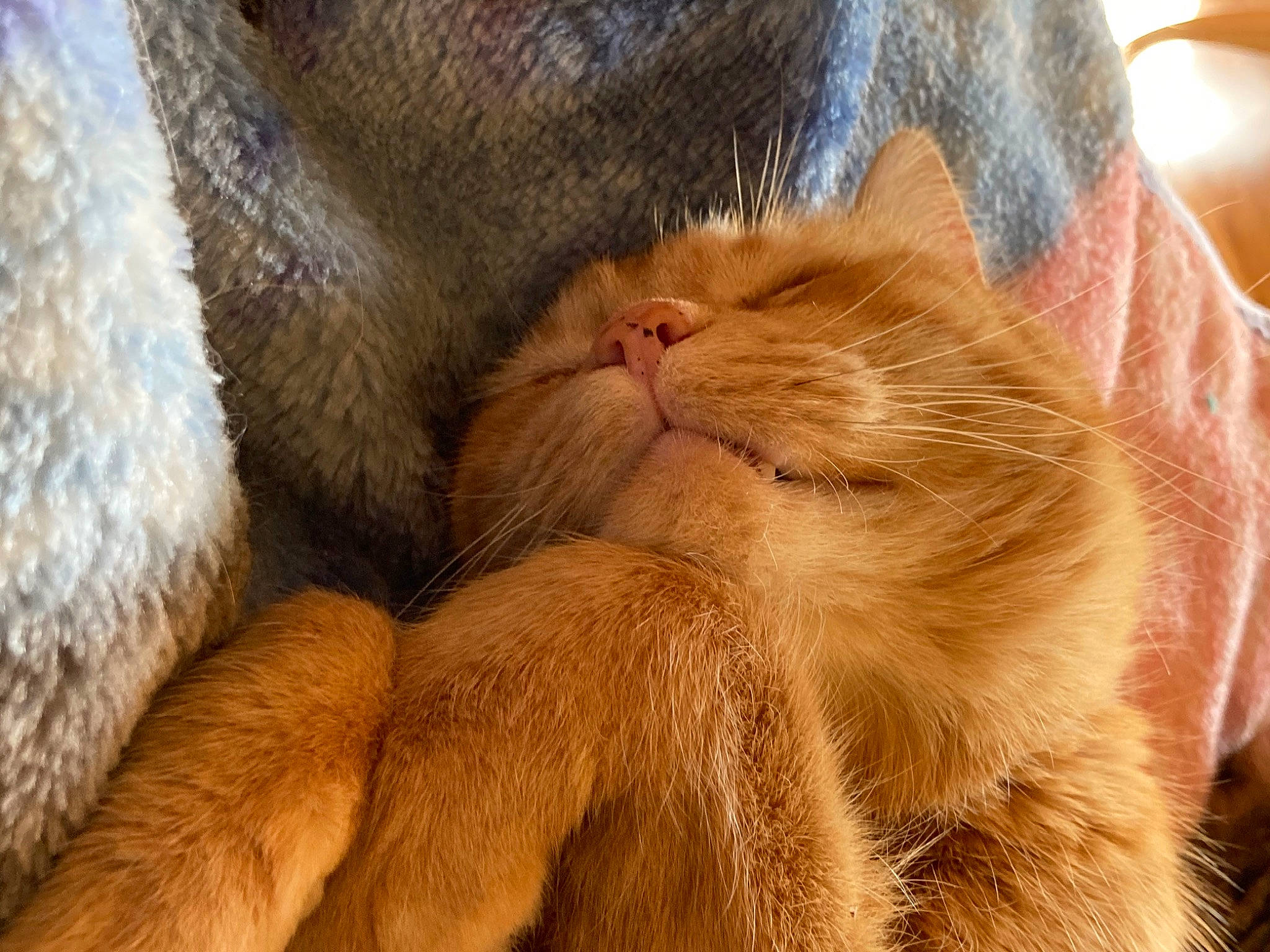 Apollo is registered to the contest to win money with this photo: carnivore, cat, claw, comfort, domestic_short_haired_cat, ear, fawn, felidae, fur, paw, peach, small_to_medium_sized_cats, snout, tail, whiskers, wrinkle