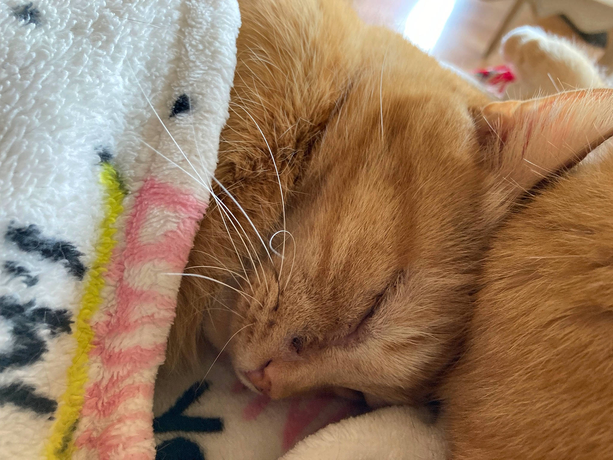 Apollo is registered to the contest to win money with this photo: animal_shelter, cage, carnivore, cat, cat_supply, claw, comfort, domestic_short_haired_cat, fawn, felidae, fur, nap, paw, pet_supply, small_to_medium_sized_cats, snout, tail, whiskers, wood, wool