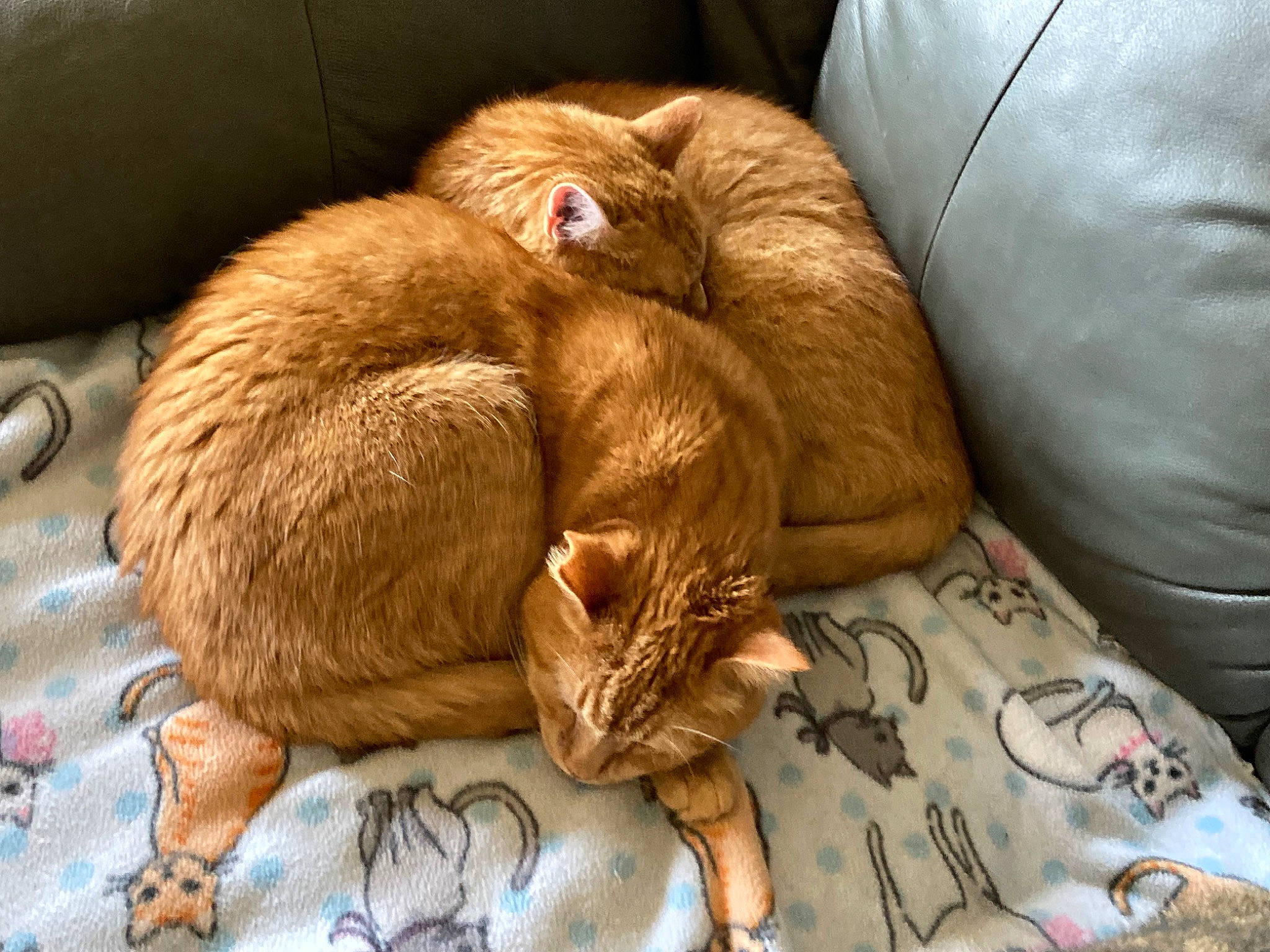 Apollo joined the competition — help win amazing prizes! carnivore, cat, claw, comfort, companion_dog, domestic_short_haired_cat, ear, fawn, felidae, fur, human_leg, linens, liver, nap, paw, small_to_medium_sized_cats, tail, textile, whiskers, wood