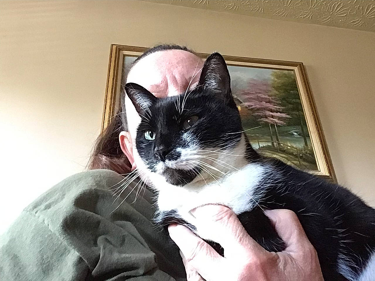 Azazel is registered to the contest to win money with this photo: black_cat, carnivore, cat, comfort, domestic_short_haired_cat, eye, felidae, fur, gesture, hair, hand, human_body, leg, picture_frame, sleeve, small_to_medium_sized_cats, snout, tail, whiskers, window