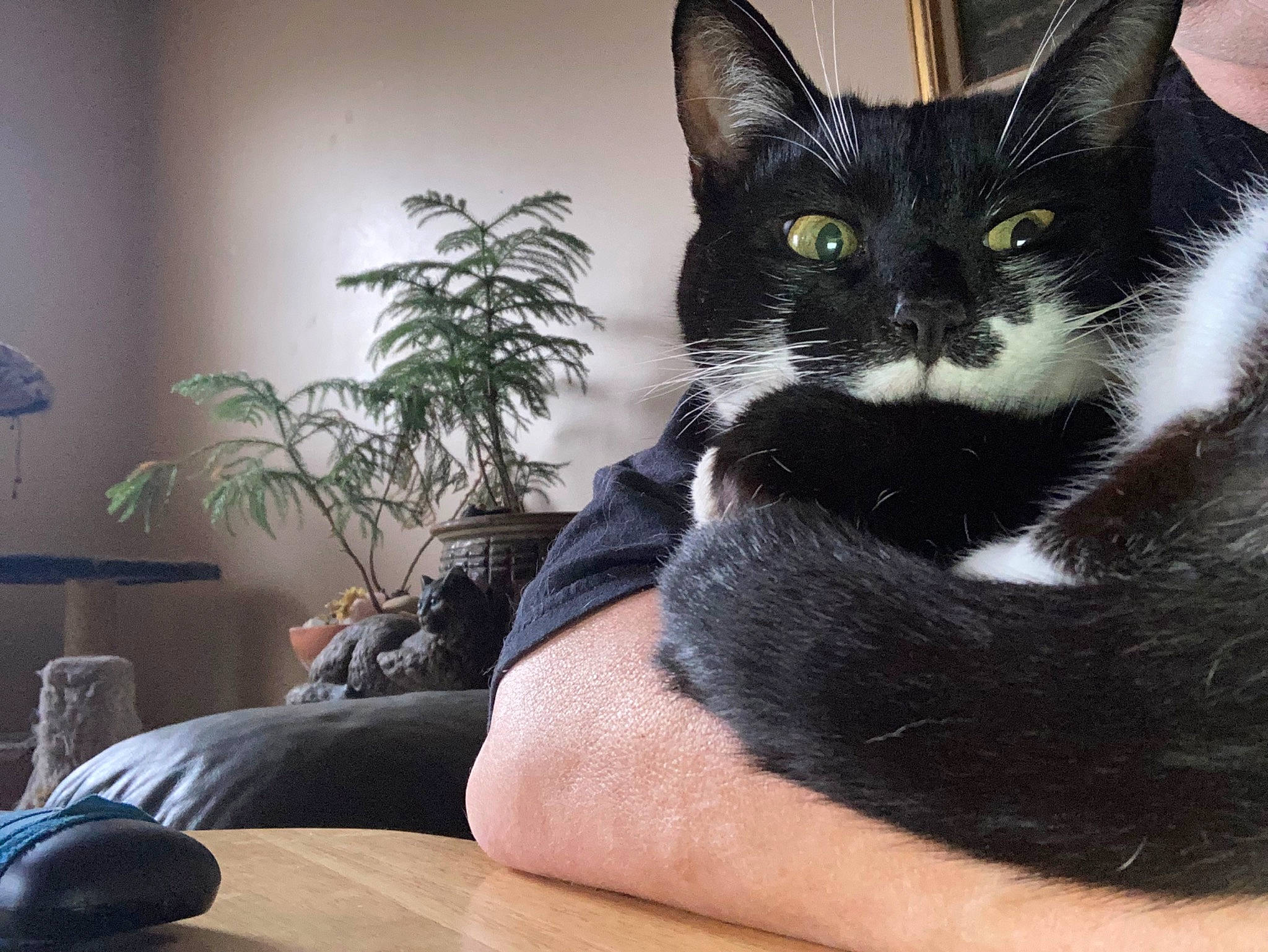 Azazel joined the competition — help win amazing prizes! carnivore, cat, comfort, domestic_short_haired_cat, felidae, flooring, foot, fur, hardwood, houseplant, human_leg, paw, plant, sitting, small_to_medium_sized_cats, snout, tail, thigh, tree, whiskers