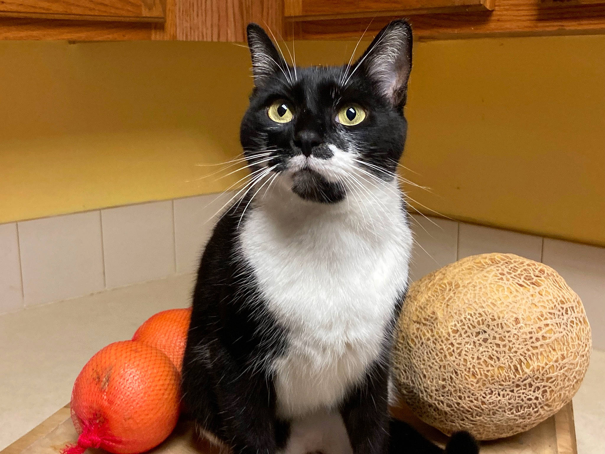 Azazel is registered to the contest to win money with this photo: carnivore, cat, citrus, clementine, domestic_short_haired_cat, felidae, fur, grapefruit, paw, pet_supply, rangpur, sitting, small_to_medium_sized_cats, snout, tail, tangelo, tangerine, toy, valencia_orange, whiskers