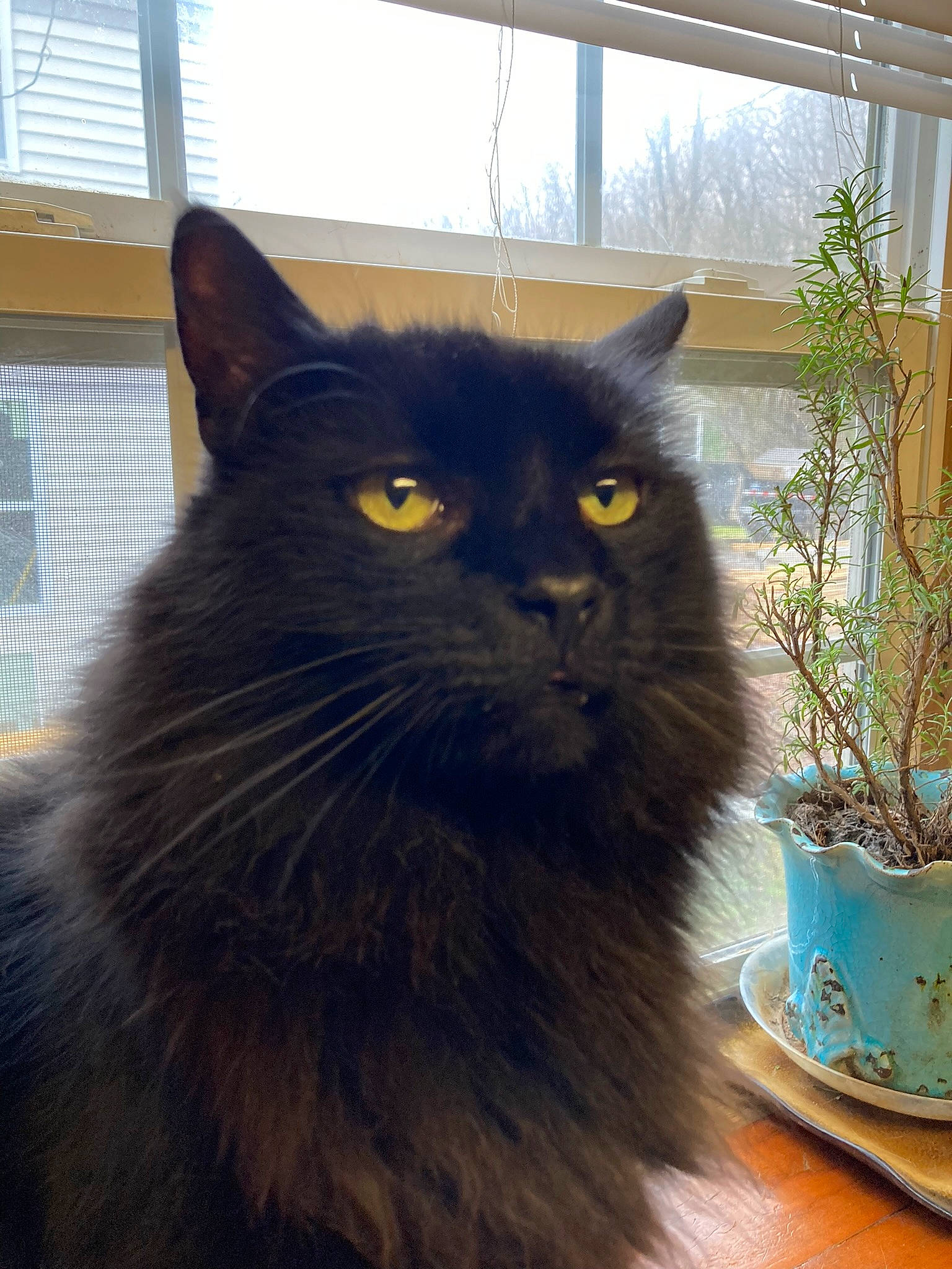 Erebus is registered to the contest to win money with this photo: black_cat, carnivore, cat, domestic_short_haired_cat, felidae, flowerpot, fur, glass, houseplant, iris, plant, serveware, small_to_medium_sized_cats, snout, tail, terrestrial_animal, whiskers, window, window_blind, wood
