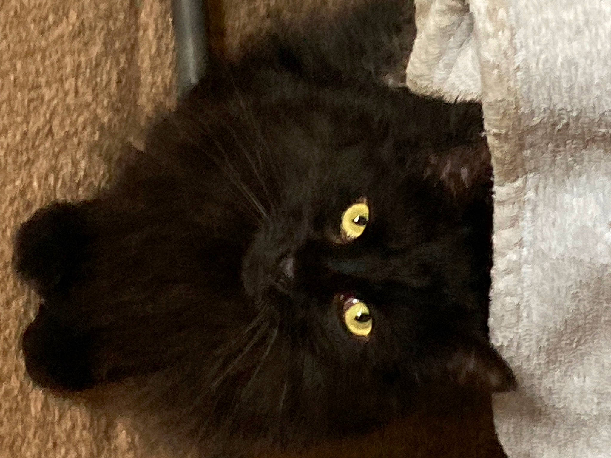 Erebus joined the competition — help win amazing prizes! black_cat, bombay, carnivore, cat, claw, comfort, domestic_short_haired_cat, felidae, fur, small_to_medium_sized_cats, snout, tail, terrestrial_animal, whiskers