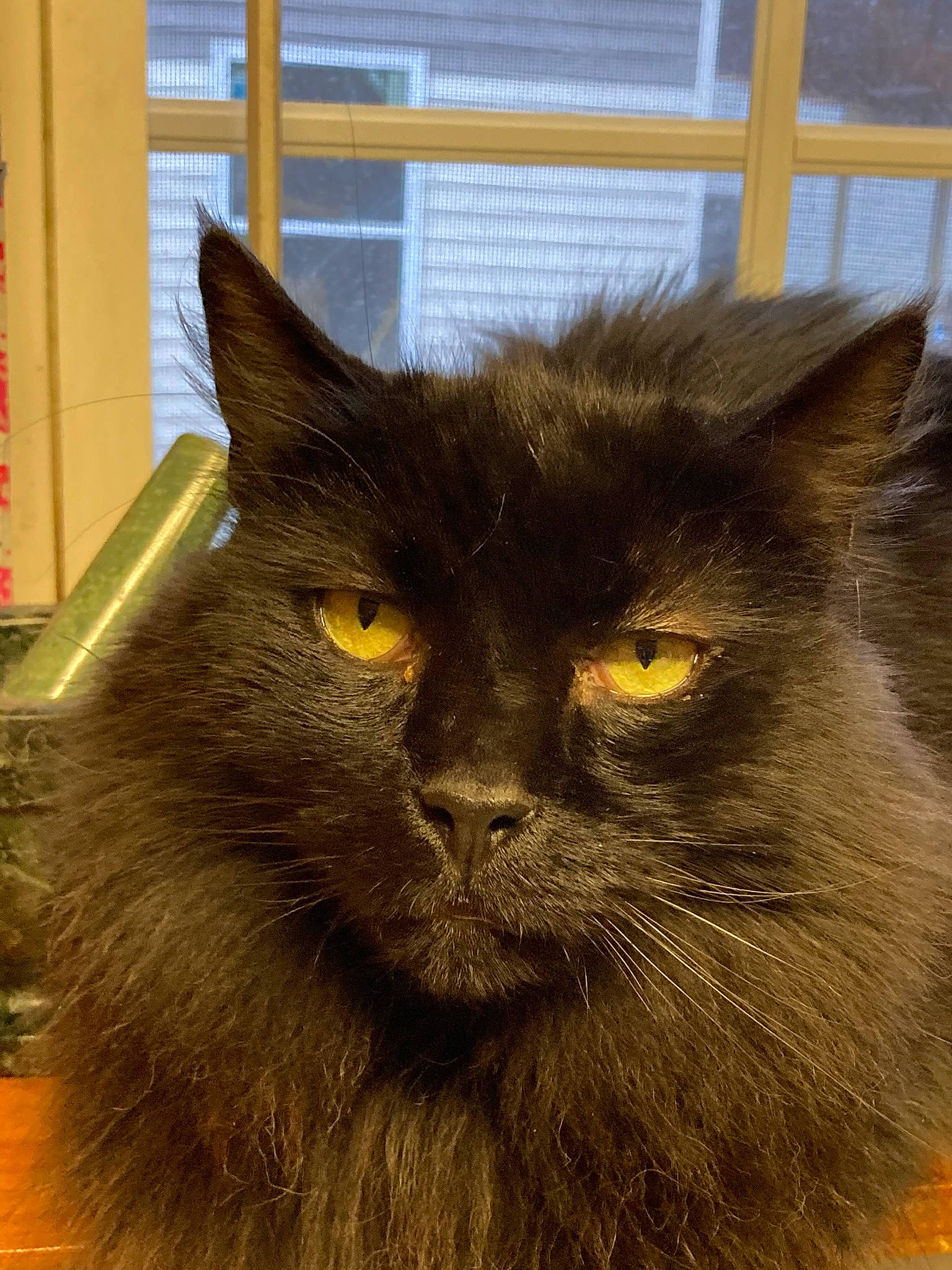 Erebus joined the competition — help win amazing prizes! british_longhair, carnivore, cat, felidae, fur, small_to_medium_sized_cats, snout, terrestrial_animal, whiskers, window