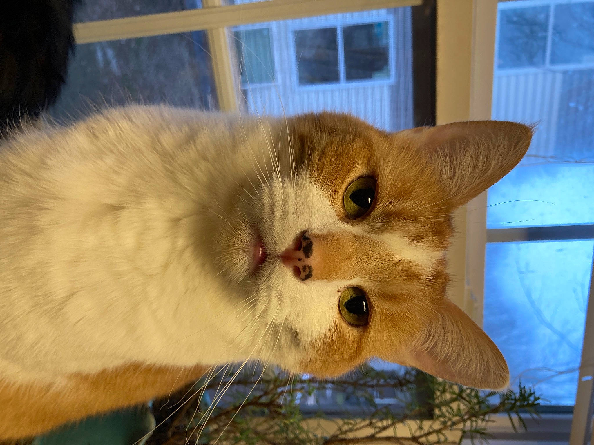 Furfur is registered to the contest to win money with this photo: animal_shelter, balinese, carnivore, cat, cat_supply, domestic_short_haired_cat, fawn, felidae, fur, pet_supply, small_to_medium_sized_cats, snout, tail, whiskers, window, wood