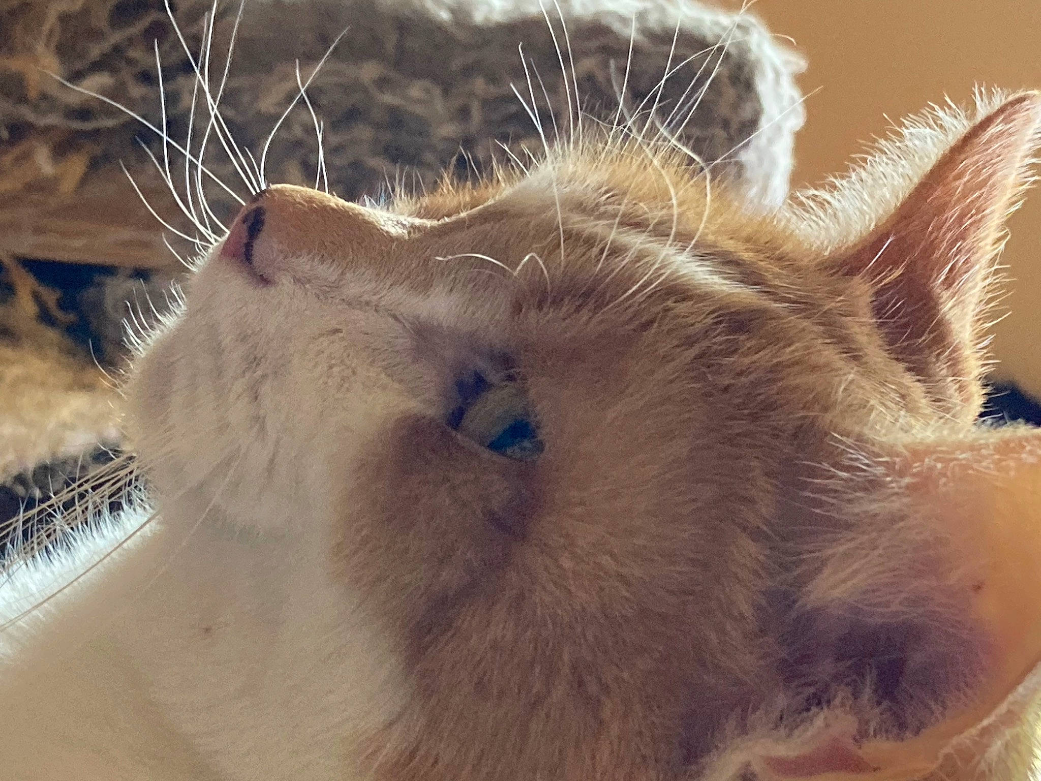 Furfur joined the competition — help win amazing prizes! alpaca, camelid, canidae, carnivore, close_up, devon_rex, eyelash, fawn, felidae, fur, landscape, livestock, llama, paw, small_to_medium_sized_cats, snout, terrestrial_animal, whiskers, wildlife, wire_fencing