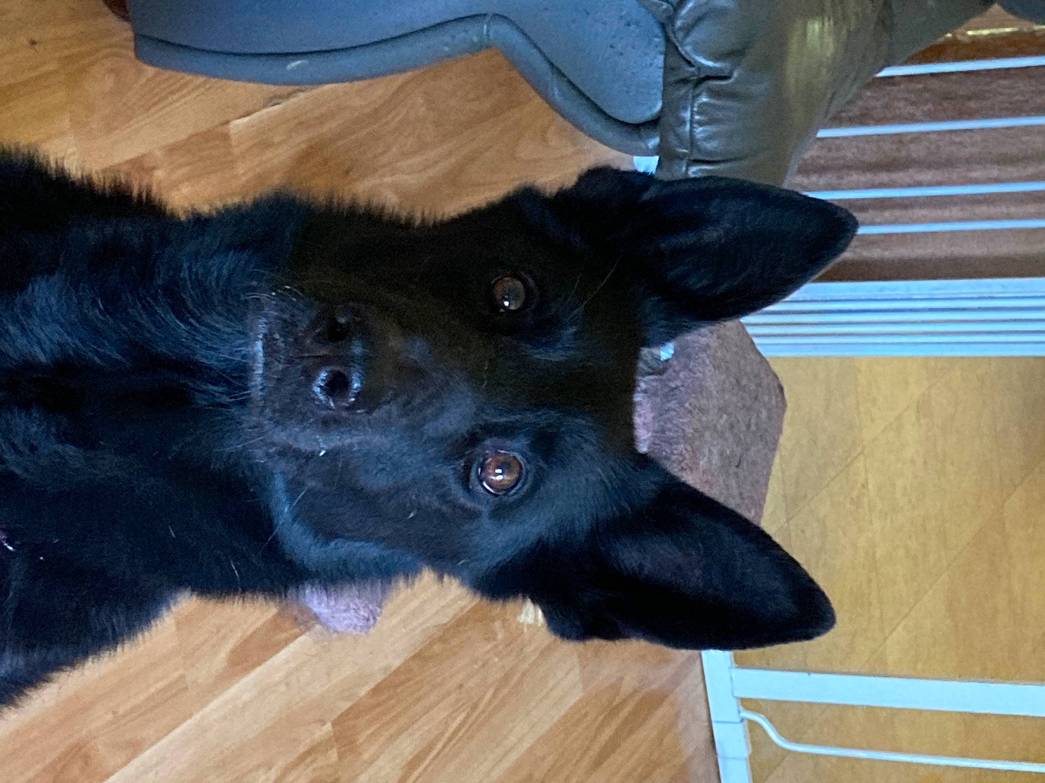 Bael is registered to the contest to win money with this photo: borador, canidae, carnivore, claw, companion_dog, dog, dog_breed, electric_blue, flooring, foot, fur, gesture, hardwood, snout, sporting_group, varnish, whiskers, wood, wood_stain, working_animal