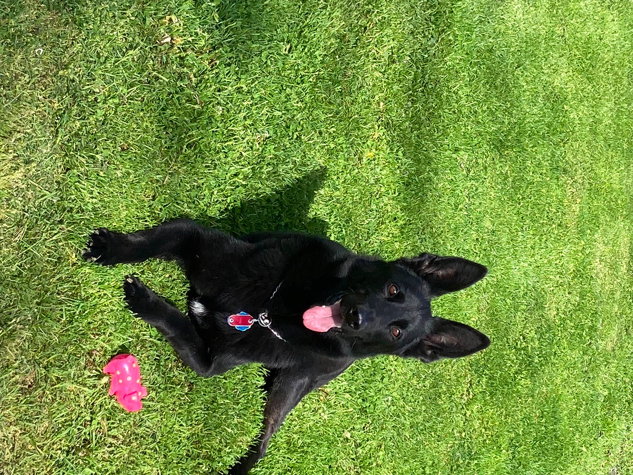 Bael is registered to the contest to win money with this photo: carnivore, collar, companion_dog, dog, dog_breed, dog_collar, dog_supply, flower, grass, grass_family, grassland, groundcover, lawn, pet_supply, plant, shadow, sporting_group, tail, terrestrial_animal, working_animal