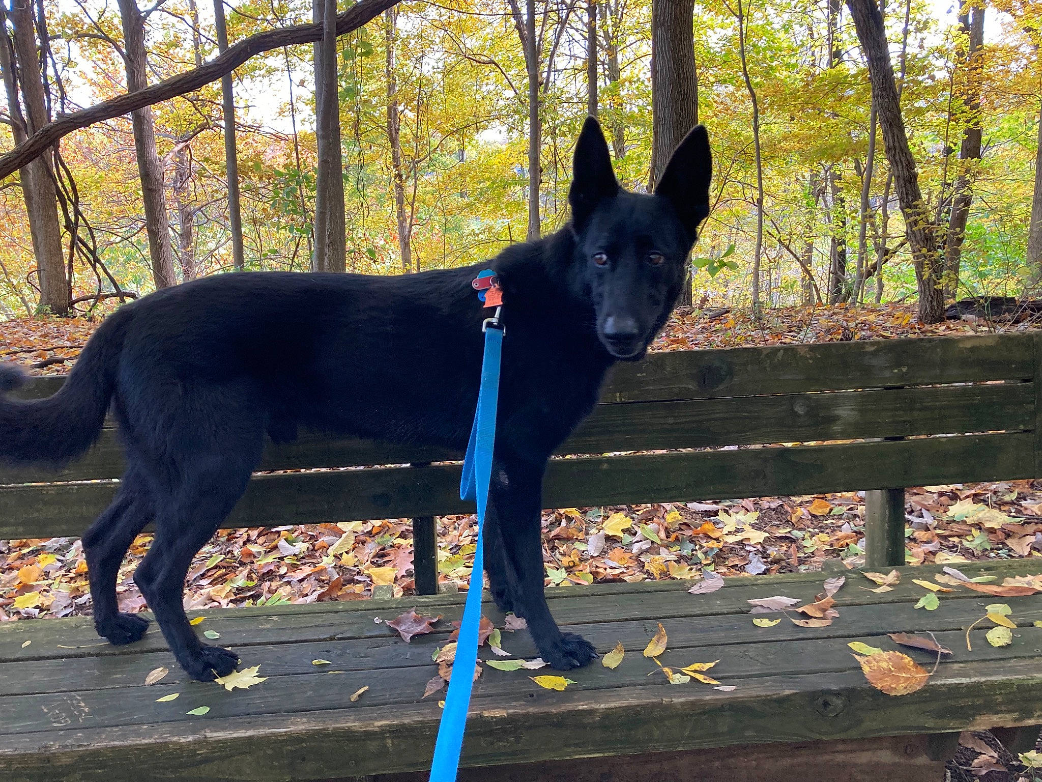 Bael joined the competition — help win amazing prizes! canidae, carnivore, collar, companion_dog, dog, dog_breed, dog_collar, dog_supply, electric_blue, fawn, guard_dog, plant, shadow, snout, sporting_group, tail, tree, window, working_animal, working_dog