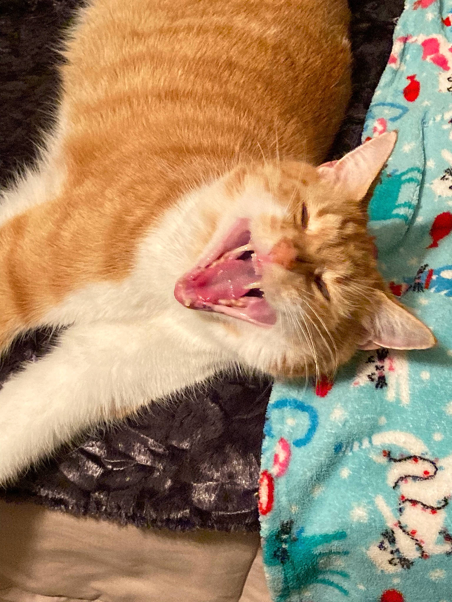 Horus joined the competition — help win amazing prizes! carnivore, cat, claw, comfort, domestic_short_haired_cat, ear, fang, fawn, felidae, fur, gesture, human_leg, linens, pattern, paw, small_to_medium_sized_cats, snout, tail, whiskers, yawn