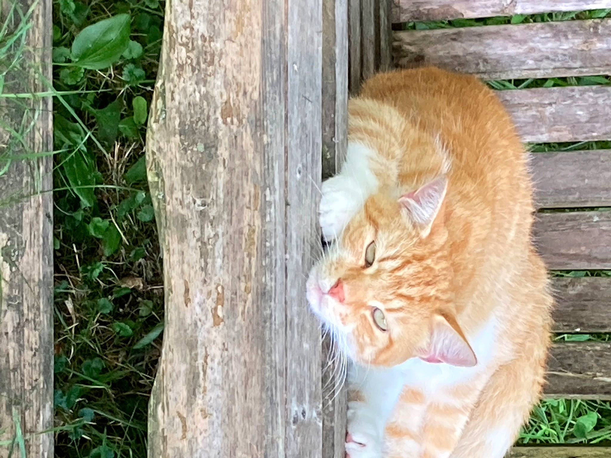 Horus joined the competition — help win amazing prizes! carnivore, cat, domestic_short_haired_cat, fawn, felidae, fence, fur, grass, plant, small_to_medium_sized_cats, snout, tail, terrestrial_animal, tree, trunk, twig, whiskers, wildlife, window, wood