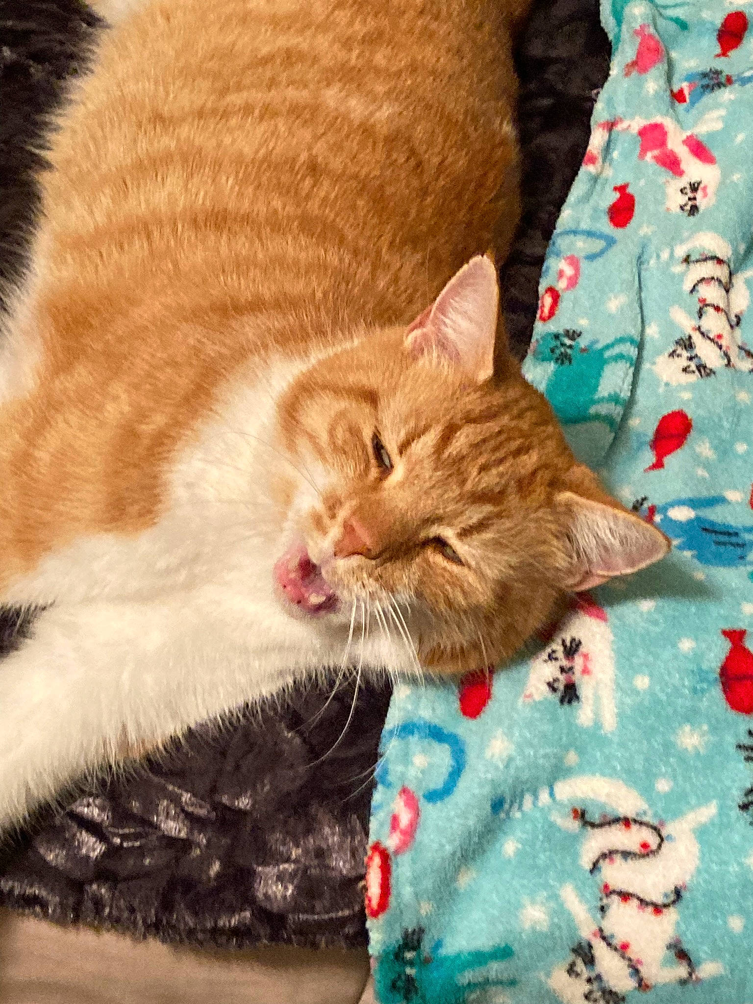 Horus joined the competition — help win amazing prizes! carnivore, cat, claw, comfort, domestic_short_haired_cat, fashion_accessory, fawn, felidae, fur, gesture, human_leg, lap, linens, pattern, paw, sitting, small_to_medium_sized_cats, snout, tail, whiskers