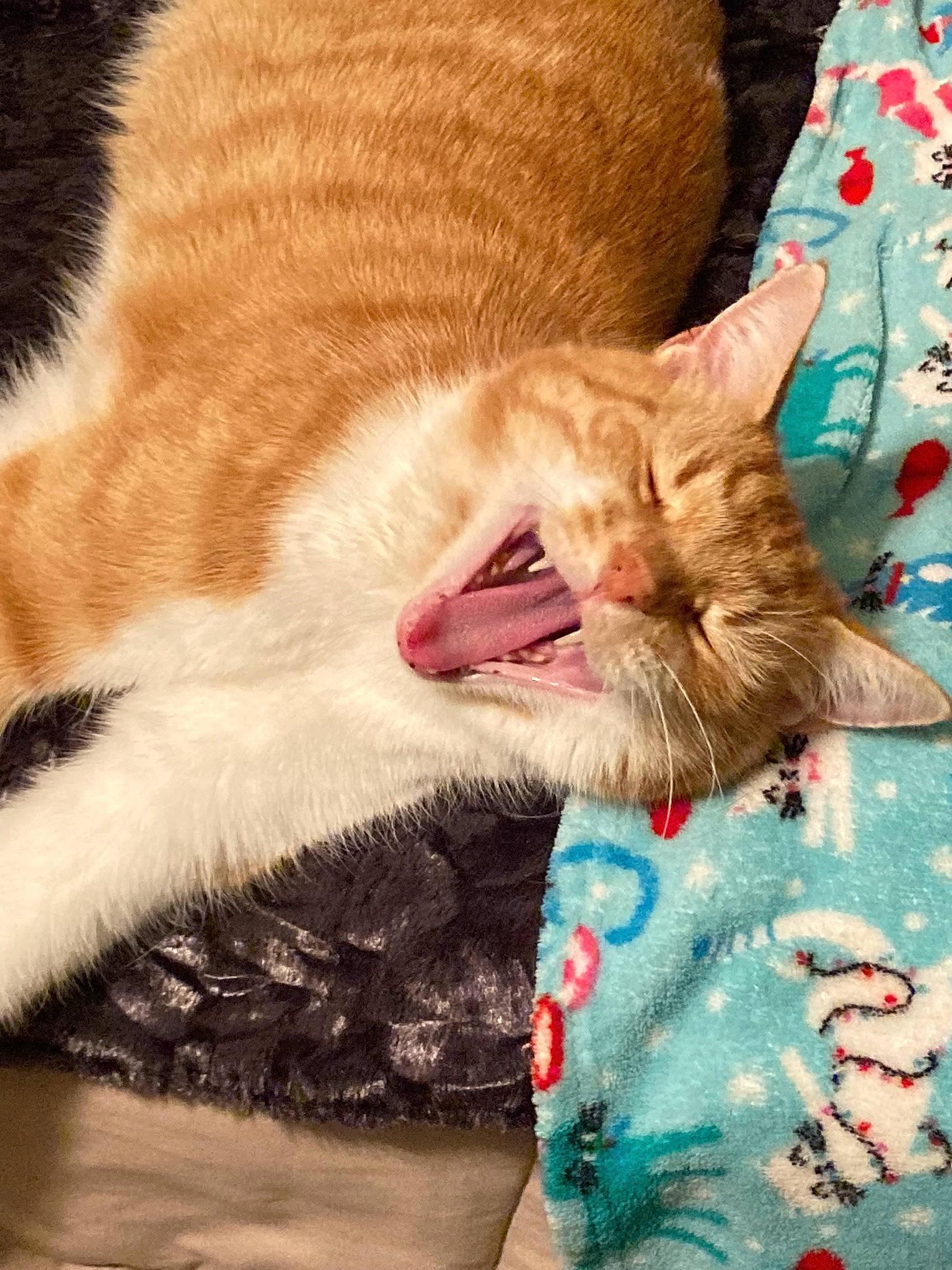 Horus joined the competition — help win amazing prizes! carnivore, cat, claw, close_up, comfort, domestic_short_haired_cat, fang, fawn, felidae, foot, fur, gesture, human_leg, paw, small_to_medium_sized_cats, snout, tail, whiskers, window, yawn