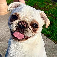 Gia is registered to the contest to win money with this photo: animal, close_up, concrete, cute, dog, ears, face, friendly, fur, grass, happy, outdoor, pet, portrait, pug, puppy, small_dog, smiling, sunlight, tongue_out