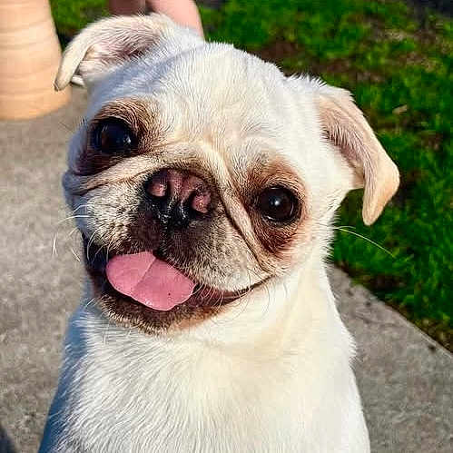 Gia