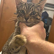 Menace joined the competition — help win amazing prizes! cat, tabby_cat, pet, animal, indoor, hand, person, furniture, close_up, face, whiskers, ears, fur, looking, holding, domestic_animal, portrait, brown, striped, cute