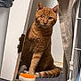 cat, ginger_cat, one_eyed, indoor, carpet, grooming_brush, door, trash_bin, pet, animal, feline, paw, orange_brush, fur, whiskers, tail, cage, quiet, resting, curious