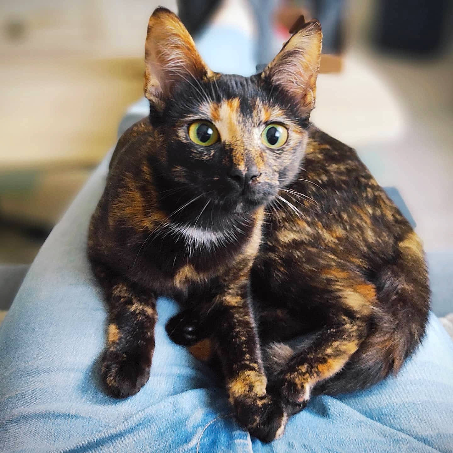 Tahia participe au concours pour gagner de l'argent avec cette photo : black_cat, carnivore, cat, claw, domestic_short_haired_cat, ear, eye, felidae, fur, iris, paw, small_to_medium_sized_cats, snout, tail, terrestrial_animal, whiskers