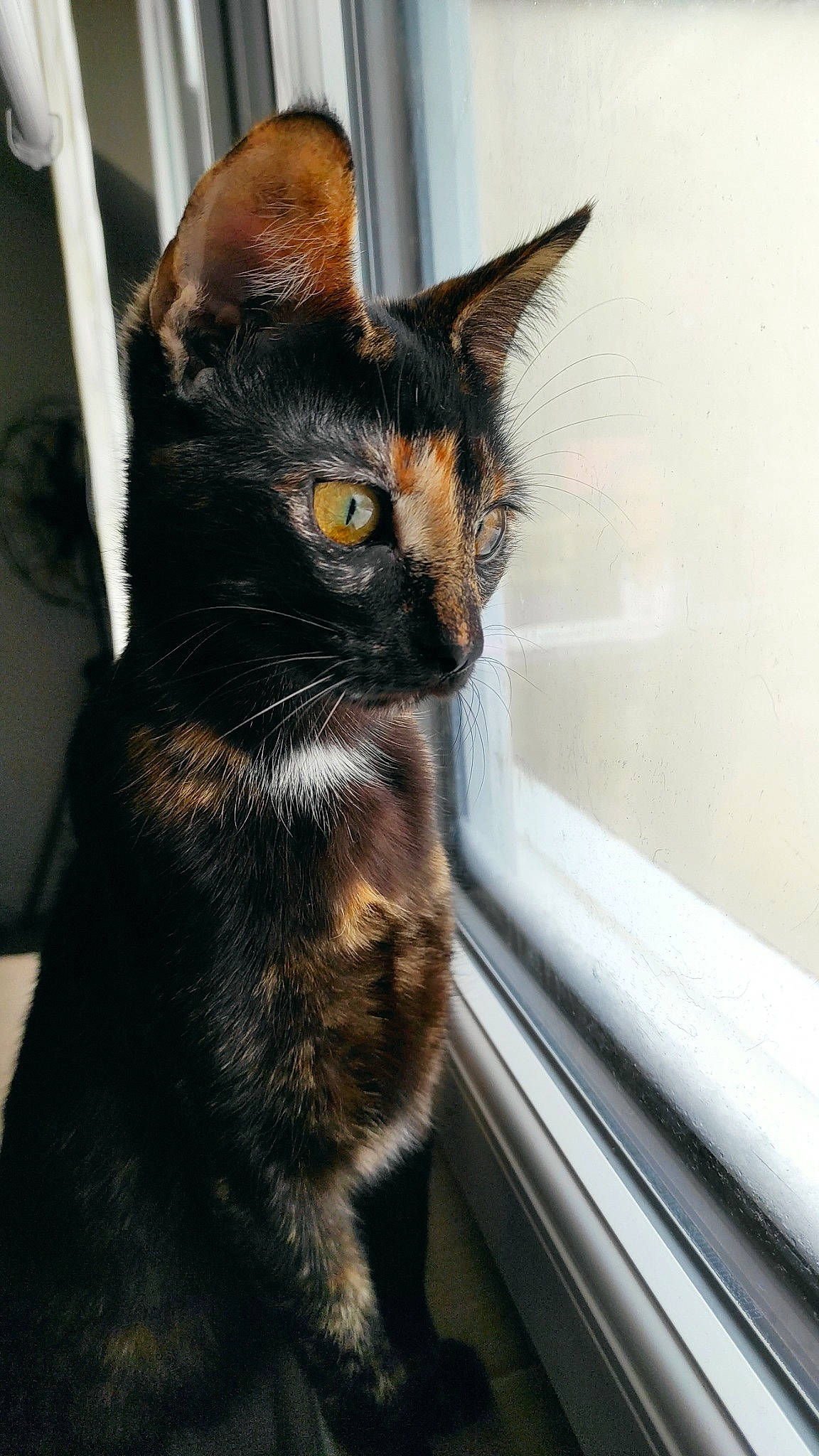 Tahia a rejoint le concours — aidez-le/la à gagner de superbes lots ! black_cat, bombay, carnivore, cat, claw, domestic_short_haired_cat, eye, felidae, fixture, fur, mammal, pet_supply, small_to_medium_sized_cats, snout, tail, terrestrial_animal, vertebrate, whiskers, window, windshield