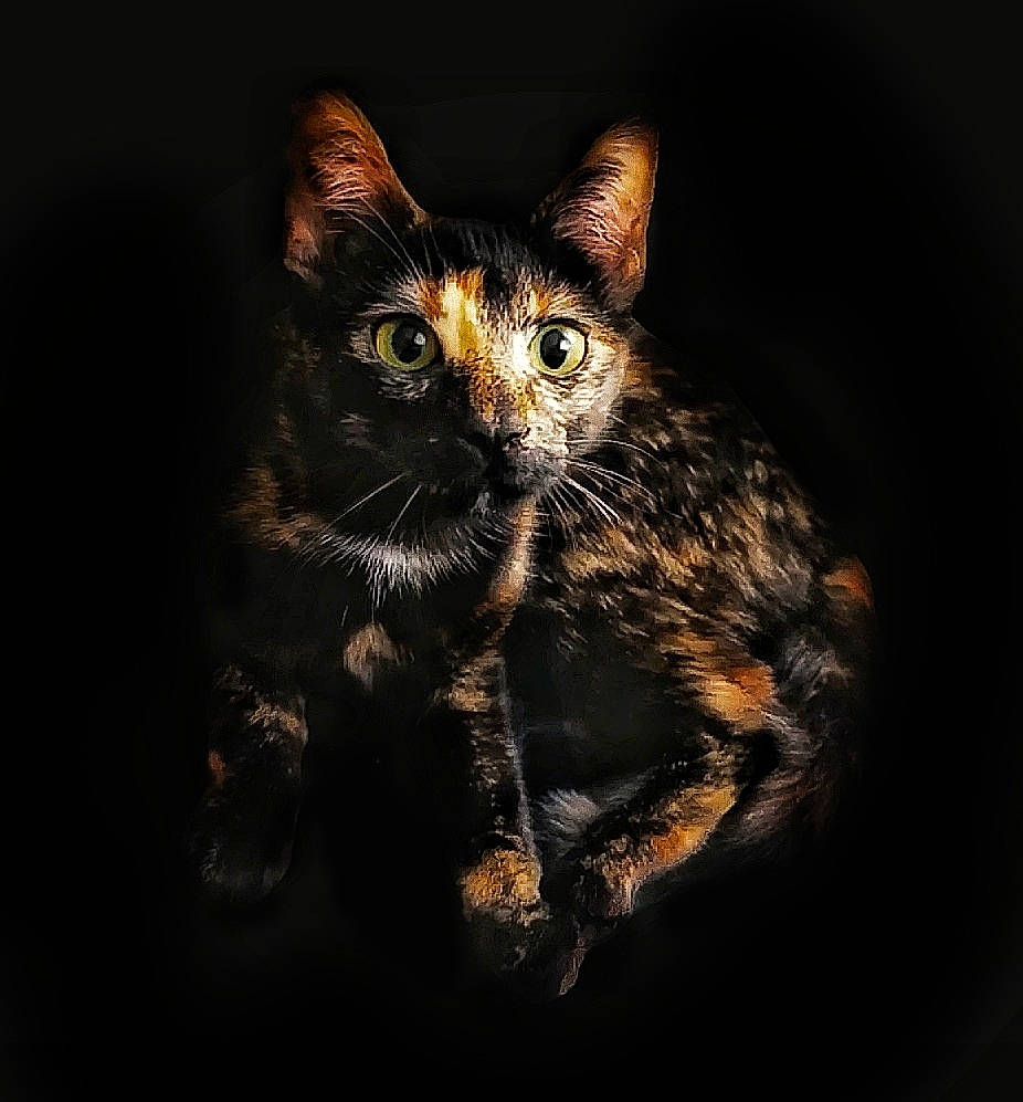 Tahia participe au concours pour gagner de l'argent avec cette photo : carnivore, cat, claw, darkness, domestic_short_haired_cat, felidae, fur, macro_photography, paw, small_to_medium_sized_cats, snout, still_life_photography, tail, terrestrial_animal, whiskers, wildlife