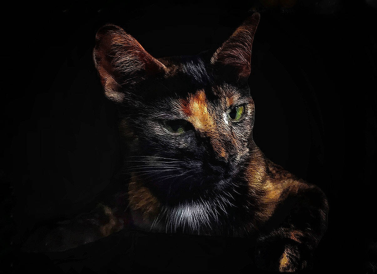 Tahia participe au concours pour gagner de l'argent avec cette photo : black_cat, carnivore, cat, darkness, domestic_short_haired_cat, felidae, flash_photography, fur, small_to_medium_sized_cats, snout, tail, terrestrial_animal, whiskers, window