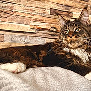 Ragnar a rejoint le concours — aidez-le/la à gagner de superbes lots ! cat, fluffy, tabby, white_paws, relaxed, indoor, blanket, wooden_wall, pet, feline, whiskers, ears, fur, portrait, resting, cozy, animal, mammal, cute, house_pet