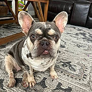 Tootsie joined the competition — help win amazing prizes! animal, brown, canine, carpet, cute, dog, ears, face, french_bulldog, fur, furniture, home, indoor, living_room, muzzle, paw, pet, sitting, table, white