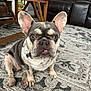 animal, brown, canine, carpet, cute, dog, ears, face, french_bulldog, fur, furniture, home, indoor, living_room, muzzle, paw, pet, sitting, table, white