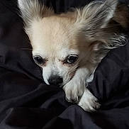 Oups a rejoint le concours — aidez-le/la à gagner de superbes lots ! dog, chihuahua, pet, animal, fur, ears, eyes, nose, paw, blanket, cozy, cute, sleepy, indoor, resting, closeup, small_dog, domestic_animal, lying_down, furry