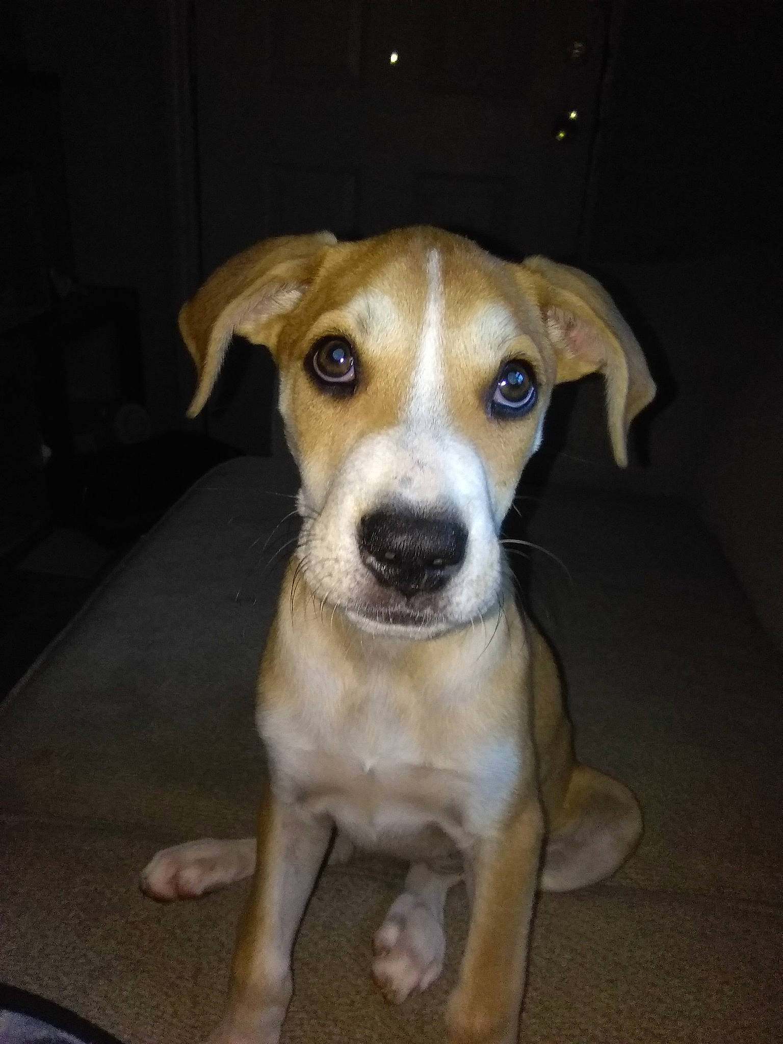 Rin joined the competition — help win amazing prizes! beagador, canidae, carnivore, companion_dog, dog, dog_breed, fawn, feist, mammal, potcake_dog, puppy, rare_breed_dog, snout, sporting_group, vertebrate, whiskers