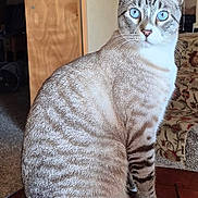 Milo is registered to the contest to win money with this photo: cat, blue_eyes, striped_fur, sitting, indoor, wooden_table, door, furniture, floral_pattern, cozy, pet, animal, whiskers, tail, paws, domestic, feline, curious, alert, portrait