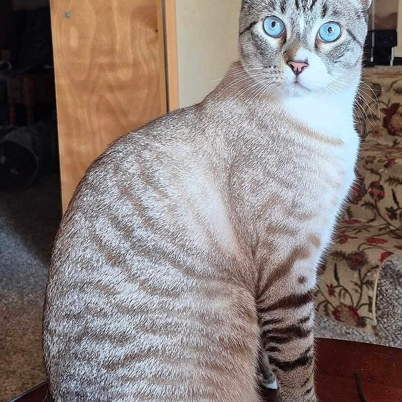 Milo is registered to the contest to win money with this photo: alert, animal, blue_eyes, cat, cozy, curious, domestic, door, feline, floral_pattern, furniture, indoor, paws, pet, portrait, sitting, striped_fur, tail, whiskers, wooden_table