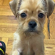 Trouble joined the competition — help win amazing prizes! puppy, dog, pet, floor, wooden_floor, paw, cute, animal, young_dog, indoor, looking_up, curious, small_dog, fur, ears, nose, whiskers, close_up, front_view, domestic_animal