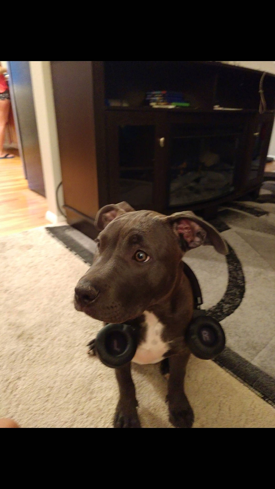 Zoey is registered to the contest to win money with this photo: american_pit_bull_terrier, canidae, carnivore, dog, dog_breed, fawn, italian_greyhound, mammal, non_sporting_group, patterdale_terrier, pit_bull, puppy, rare_breed_dog, snout, sporting_group, vertebrate