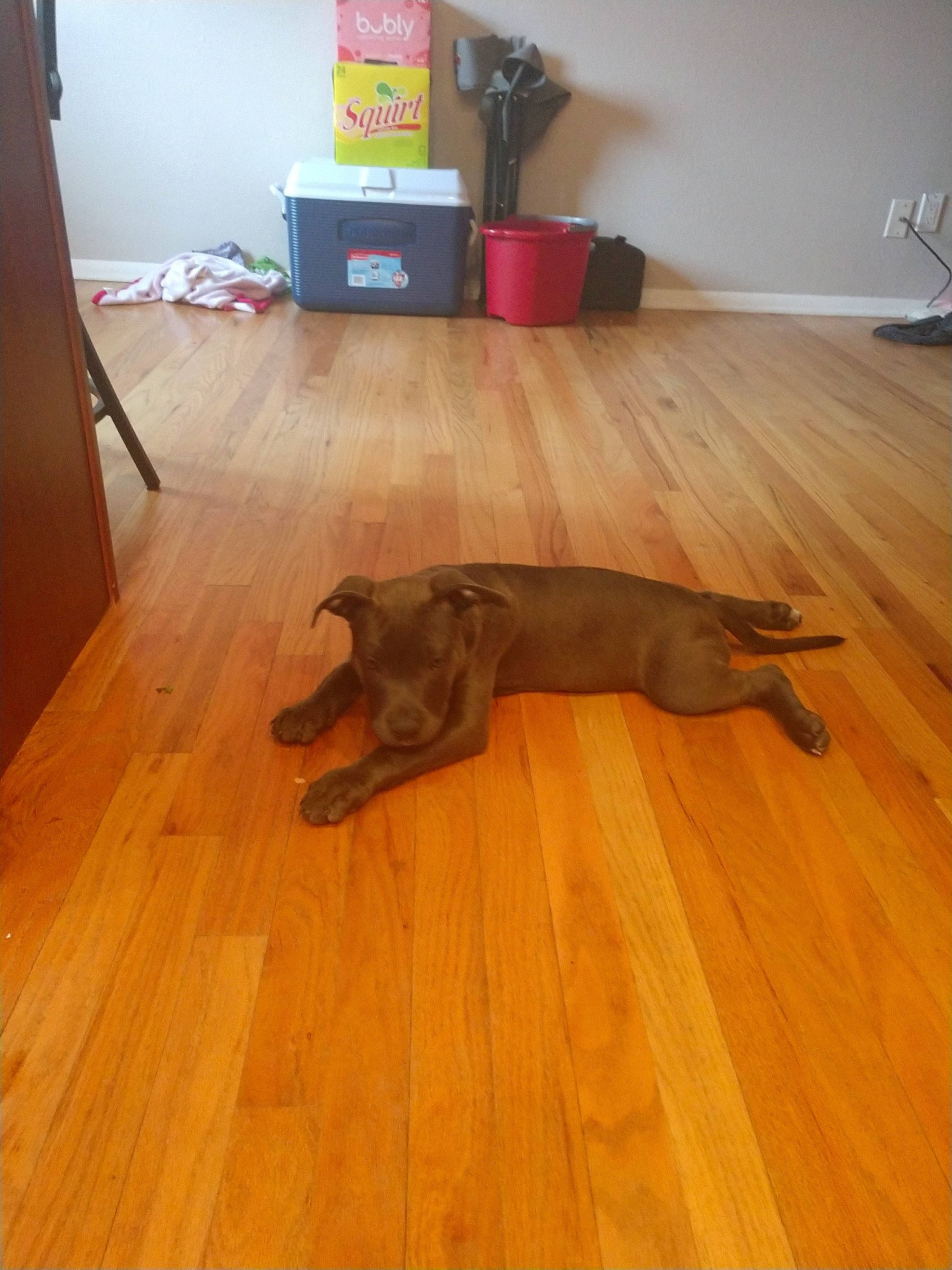 Zoey is registered to the contest to win money with this photo: canidae, carnivore, dog, dog_breed, fawn, floor, flooring, hardwood, laminate_flooring, liver, pointing_breed, redbone_coonhound, room, sporting_group, tail, tile, vizsla, weimaraner, wood, wood_flooring