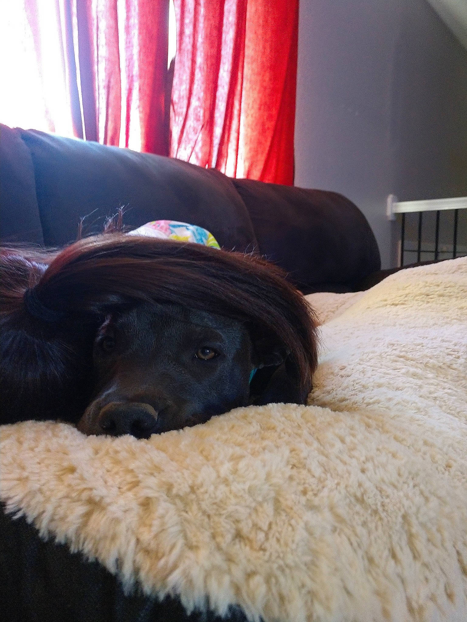 Zoey joined the competition — help win amazing prizes! bed, canidae, carnivore, comfort, companion_dog, dog, dog_breed, fawn, fur, furniture, labrador_retriever, nap, puppy, retriever, room, snout, sporting_group